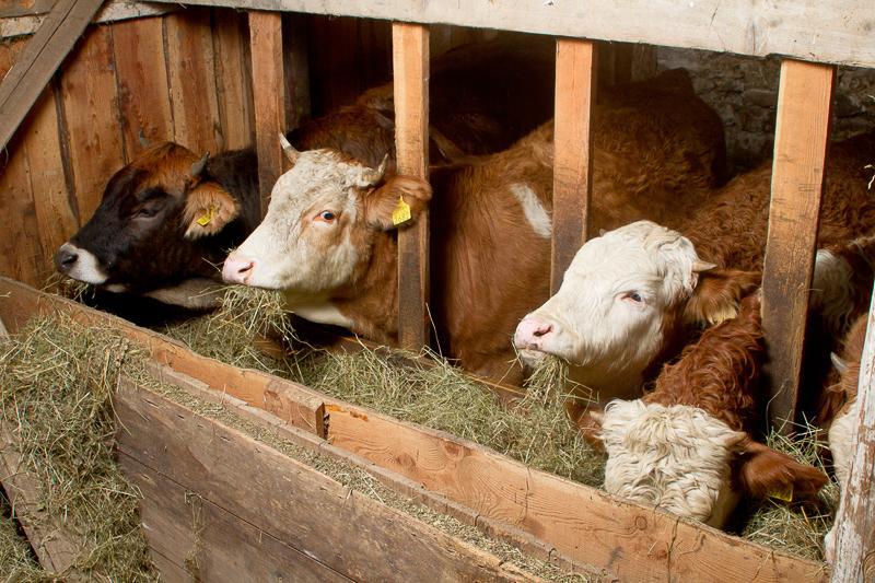 Farm Pri Flandru Villa Cerkno Kültér fotó